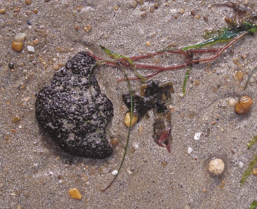 Boulette de fioul Les dons de la marée - La Salamandre