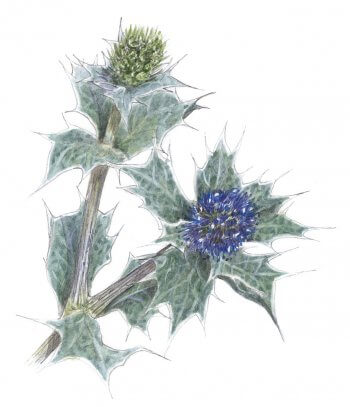 De dune en dune - La Salamandre