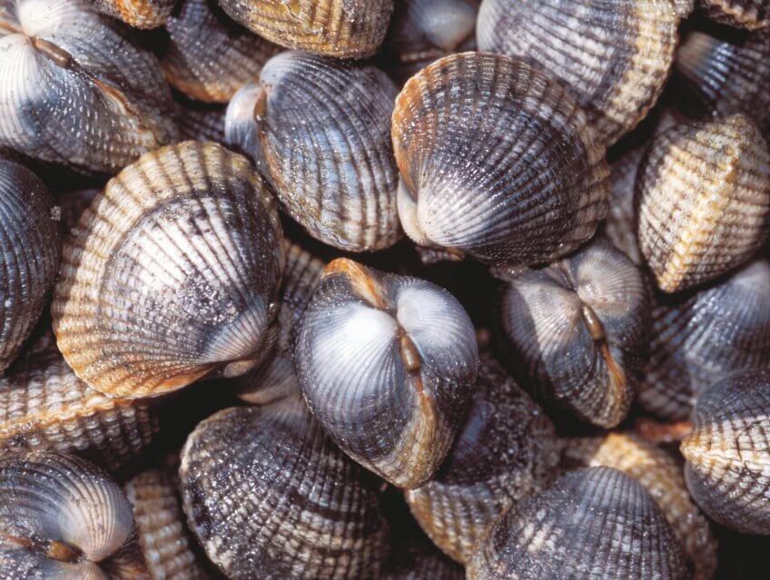 Coques L'étonnante variété des animaux qui vivent dans le sable