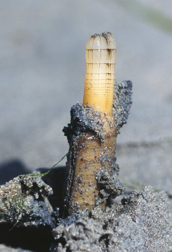 Couteau L'étonnante variété des animaux qui vivent dans le sable