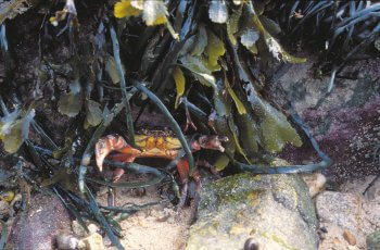 6 techniques de survie des animaux et plantes du bord de mer - anémone rouge
