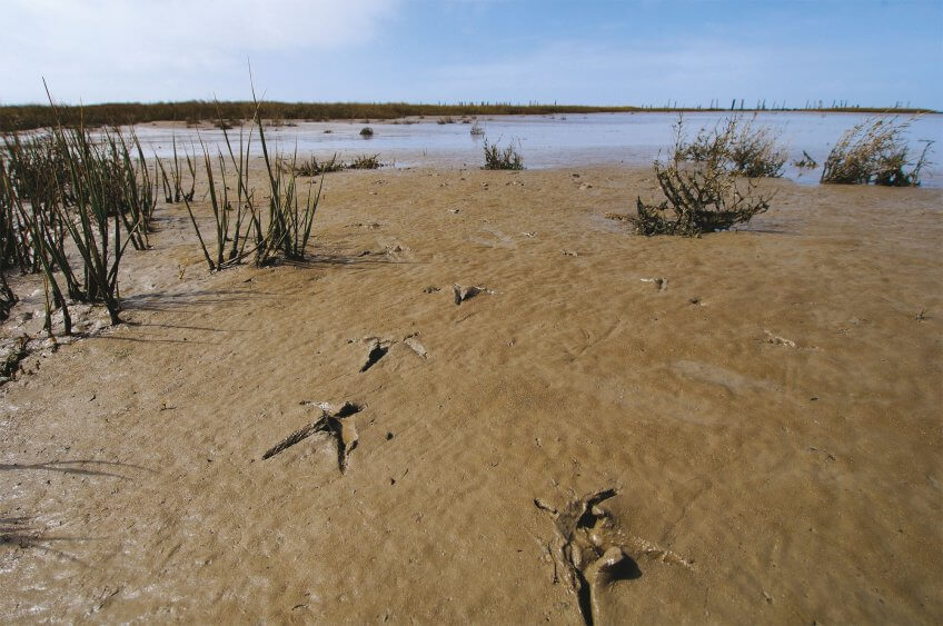 La vase pleine de vie - La Salamandre