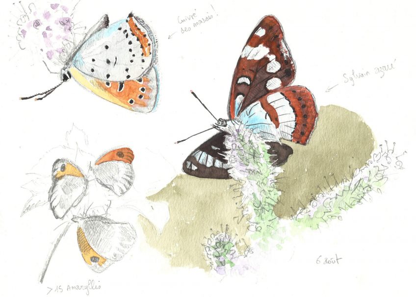 Sirop de menthe pour les papillons - La Salamandre