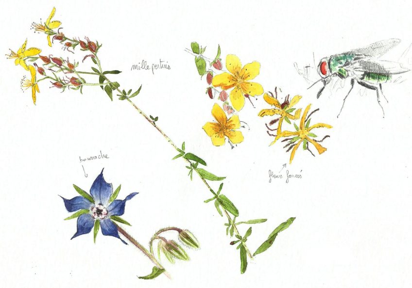 Millepertuis mille vertus - La Salamandre