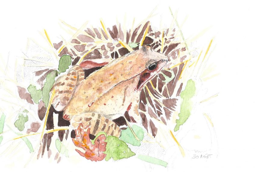 Mais où va la grenouille d'or ? - La Salamandre