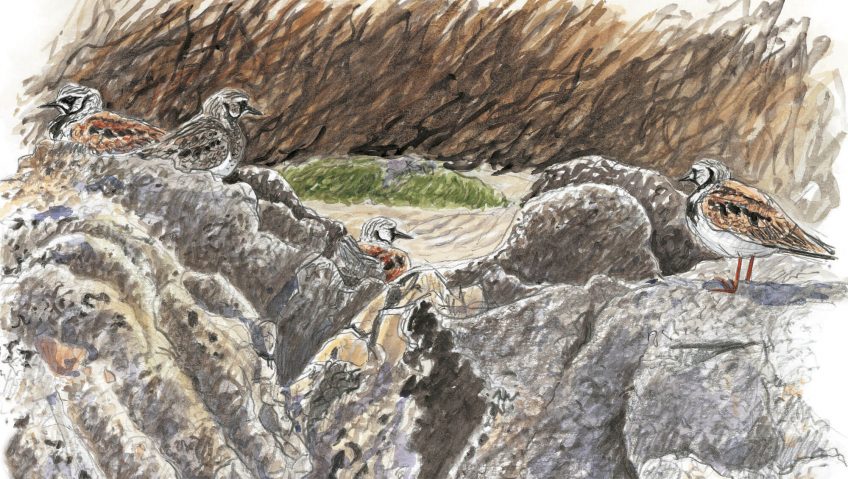 Oiseaux marins, arpenteurs de pierres - La Salamandre