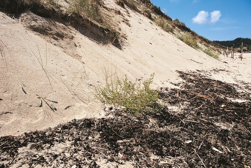 De dune en dune - La Salamandre