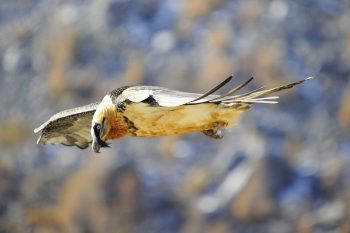 En 2017, cinq couples de gypaètes barbus ont niché en Valais.  En 2017, cinq couples de gypaètes barbus ont niché en Valais.