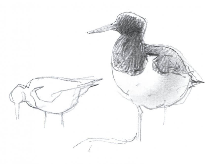 Huîtrier pie Oiseaux marins, arpenteurs de pierres - La Salamandre