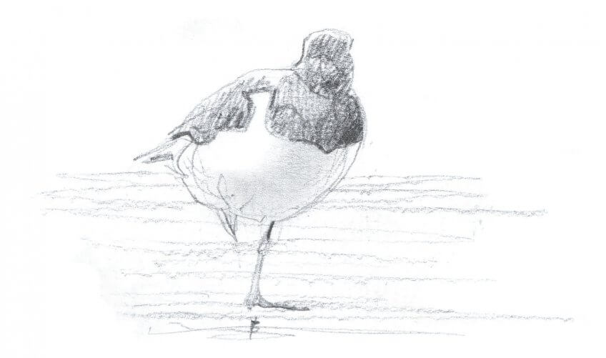 Huîtrier pie Oiseaux marins, arpenteurs de pierres - La Salamandre