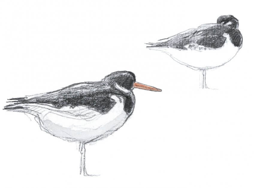 Huîtrier pie Oiseaux marins, arpenteurs de pierres - La Salamandre