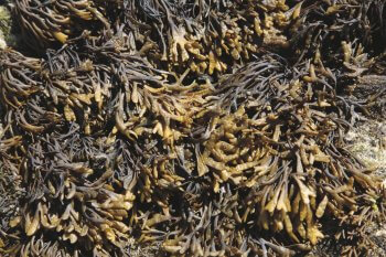 6 techniques de survie des animaux et plantes du bord de mer - algues