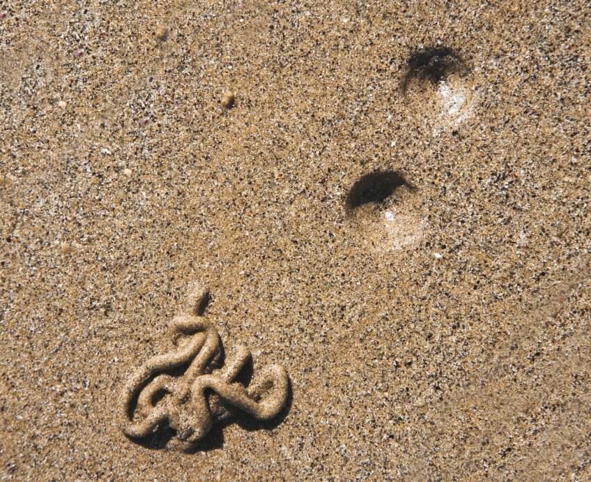 L'arénicole, un ver fouisseur L'étonnante variété des animaux qui vivent dans le sable