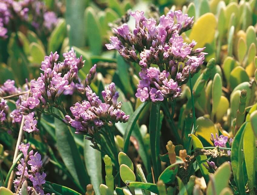 Lavande de mer Fleurs de sel et plantes des marais - La Salamandre