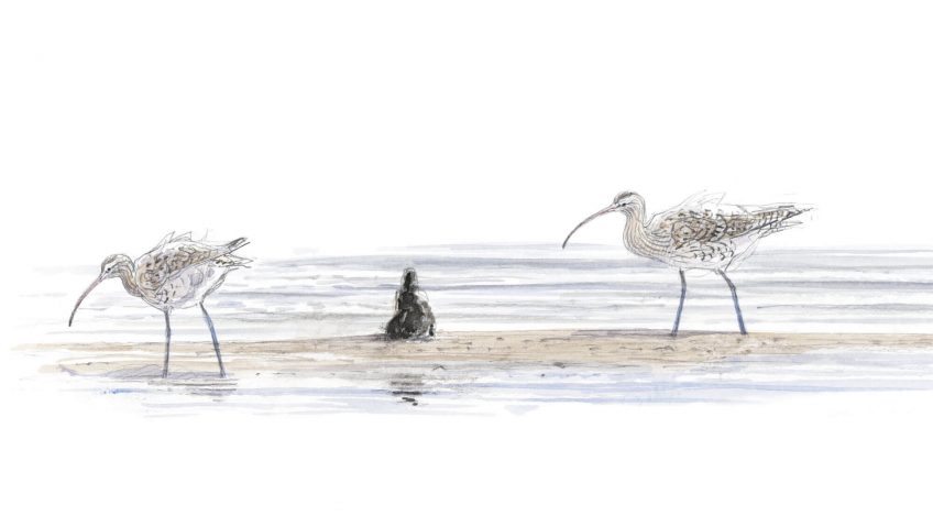 La vase pleine de vie - La Salamandre