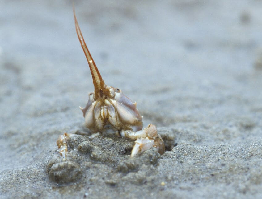 Le crabe coryste L'étonnante variété des animaux qui vivent dans le sable