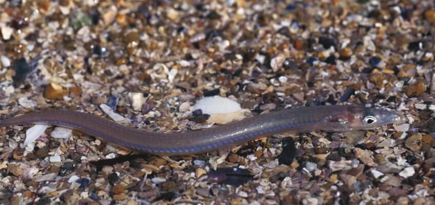 Le lançon, un poisson translucide L'étonnante variété des animaux qui vivent dans le sable