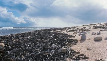 Les algues brunes échouées en paquets sur les hauts de plage portent le nom populaire de goémon. Les varechs et les laminaires y sont les espèces les plus représentées. Les algues brunes échouées en paquets sur les hauts de plage portent le nom populaire de goémon. Les varechs et les laminaires y sont les espèces les plus représentées.
