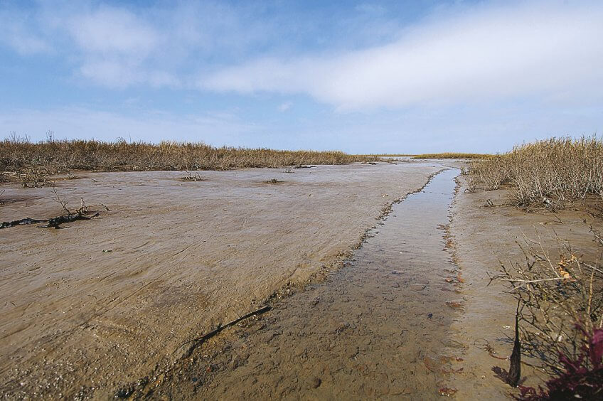 Les marais salés forment un labyrinthe de creux et de bosses sur lesquelles se concentre la végétation. La vase nue et les chenaux révèlent les zones inondées par les marées régulières. Fleurs de sel et plantes des marais - La Salamandre