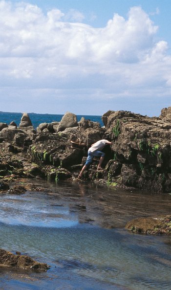 Les pêcheurs à pied ont tendance à exagérer. Oiseaux marins, arpenteurs de pierres - La Salamandre
