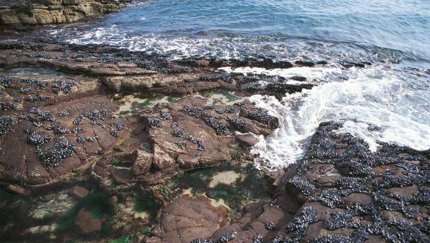 6 techniques de survie des animaux et plantes du bord de mer