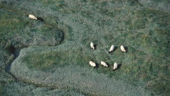 Les prés salés s’étendent parfois sur des centaines d’hectares. Comme ici, dans la baie du Mont-St-Michel. Les moutons raffolent de cette végétation composée de plus de 70 plantes différentes. Les prés salés s’étendent parfois sur des centaines d’hectares. Comme ici, dans la baie du Mont-St-Michel. Les moutons raffolent de cette végétation composée de plus de 70 plantes différentes.