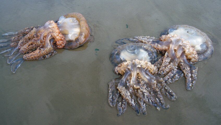 Méduses échouées Les dons de la marée - La Salamandre