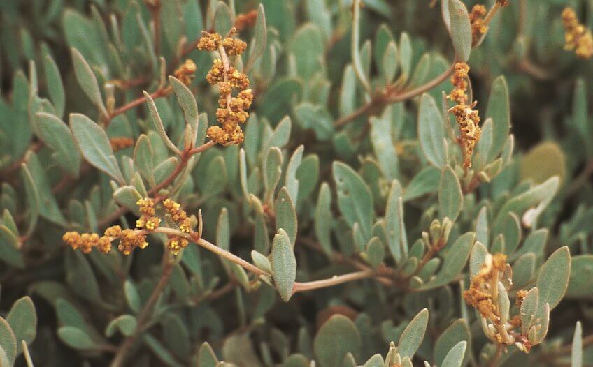 Obione Fleurs de sel et plantes des marais - La Salamandre