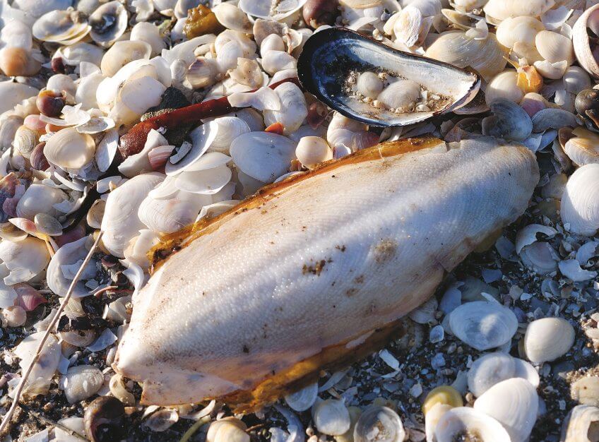 Os de seiche Les dons de la marée - La Salamandre