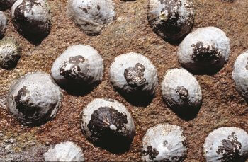 6 techniques de survie des animaux et plantes du bord de mer - patelle