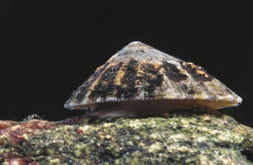 6 techniques de survie des animaux et plantes du bord de mer - patelle
