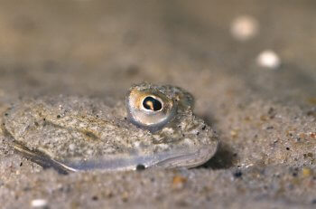 La vase pleine de vie - La Salamandre