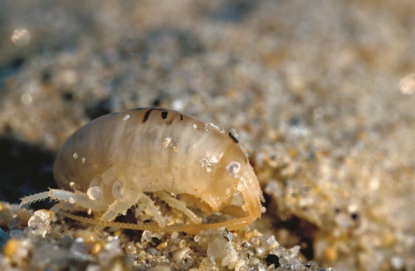 Puce de mer Les dons de la marée - La Salamandre