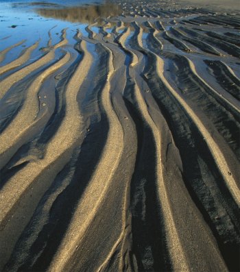 Quand la mer se retire, elle imprime souvent sur les plages un labyrinthe de petites vagues. Ces « rides » dessinées par les courants piègent beaucoup d’animaux marins. L'étonnante variété des animaux qui vivent dans le sable