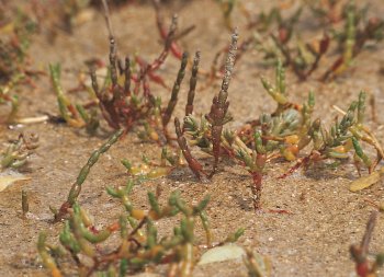 Salicorne Fleurs de sel et plantes des marais - La Salamandre
