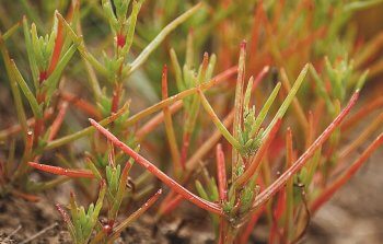 Soude Fleurs de sel et plantes des marais - La Salamandre
