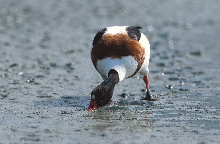 La vase pleine de vie - La Salamandre