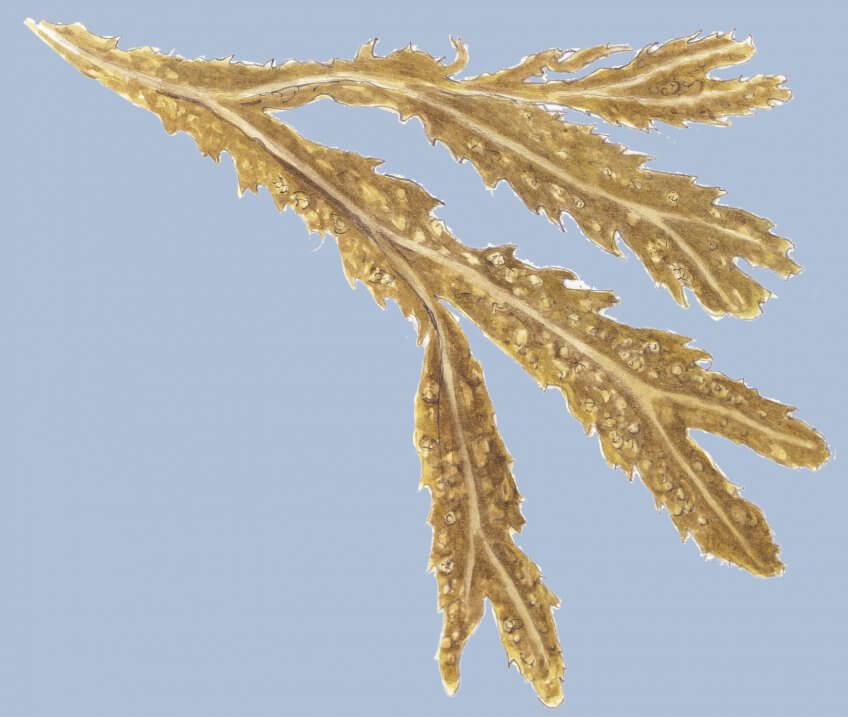 Marées, comment elle fonctionnenet et infliencent les algues - La ...