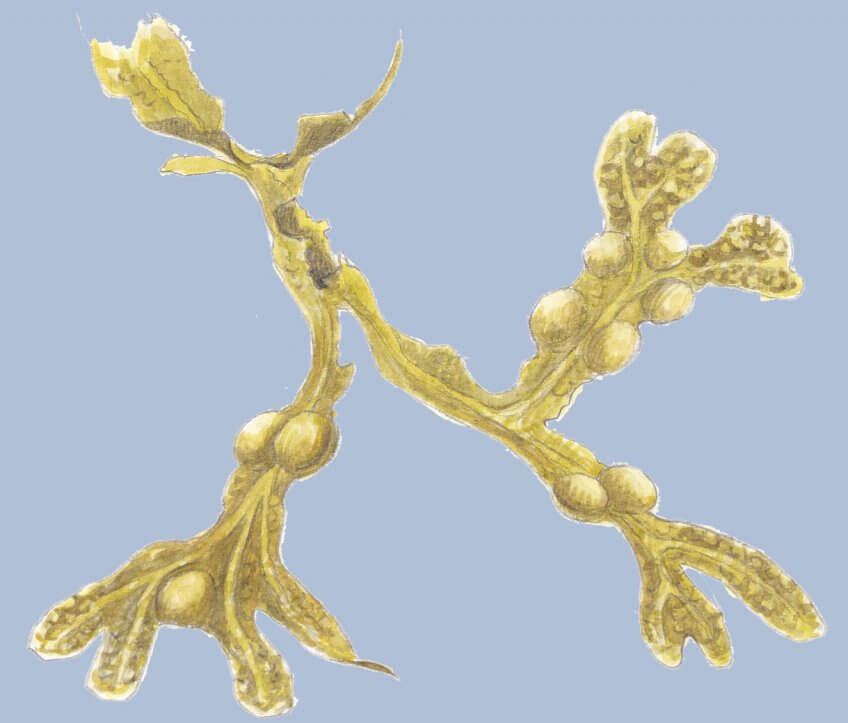 Marées, comment elle fonctionnenet et infliencent les algues - La ...