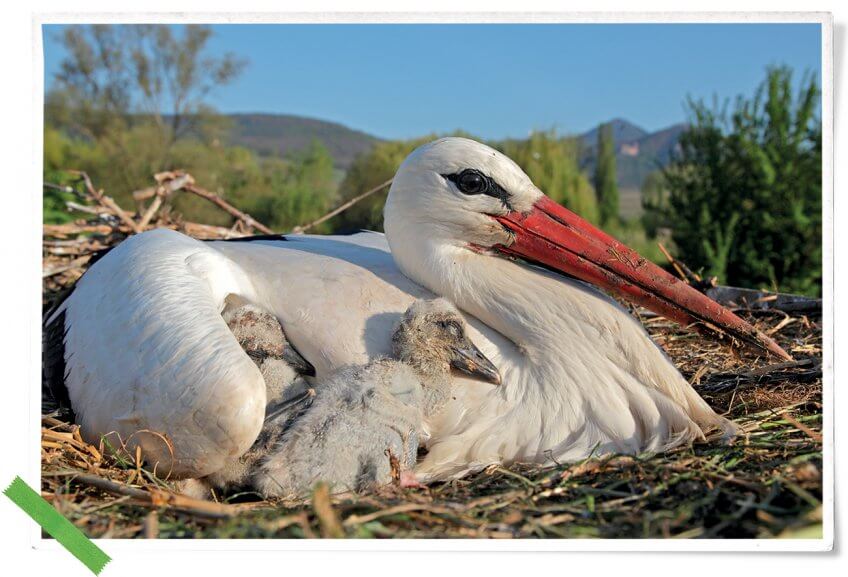 Cigogne blanche au nid avec des jeunes Cigogne blanche au nid avec des jeunes