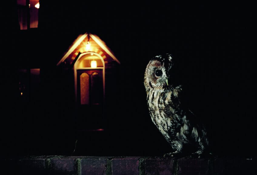 La chouette hulotte est particulièrement sensible à la pollution lumineuse dans les villes. Pollution lumineuse : Rendons à la nuit son obscurité - La Salamandre