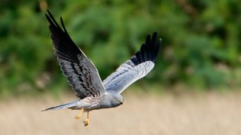 Busard cendré Busard cendré