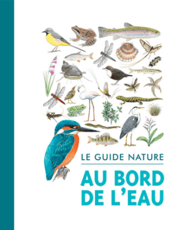 Je respire nénuphar - Minute nature - La Salamandre