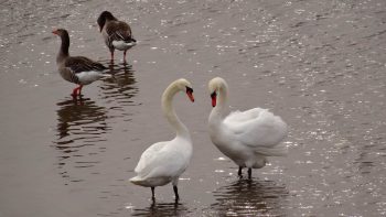 La séduction est présente partout dans la nature.  La séduction est présente partout dans la nature.