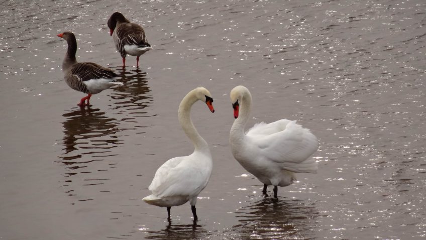 Séduire pour conclure : l'interview intégrale - La Salamandre
