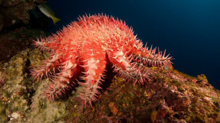 L'étoile de mer Acanthaster planci aussi appellée Couronne du Christ, Couronne d’épines ou encore Coussin de belle-mère Le sexo quiz pour tout savoir sur la reproduction animale - La Salamandre