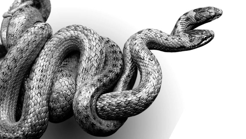 Reproduction animale : Leçon N° 1 : Etre bien équipé - La Salamandre