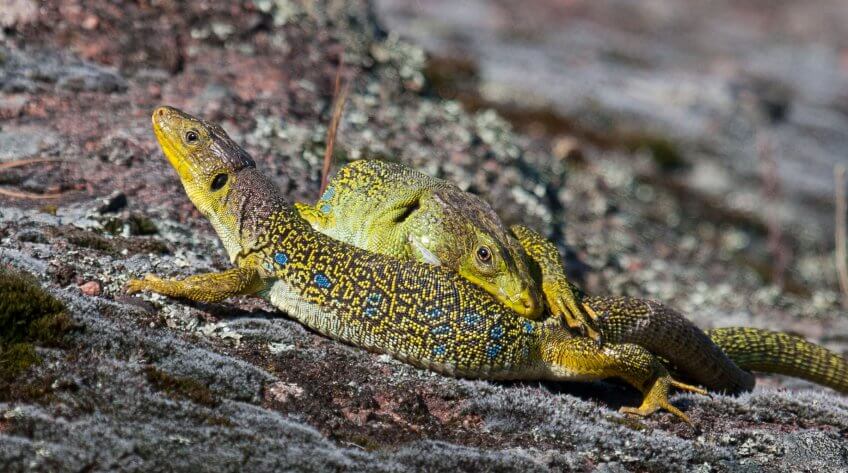 Accouplement de lézards ocellés Reproduction animale : Leçon N°5 : Eliminer la concurrence - La Salamandre