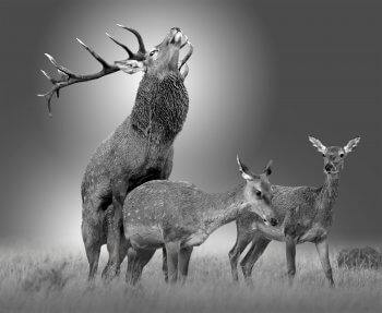 Accouplement d'un cerf et d'une biche.  Reproduction animale : Leçon N°3 : Aimer sans compter - La Salamandre