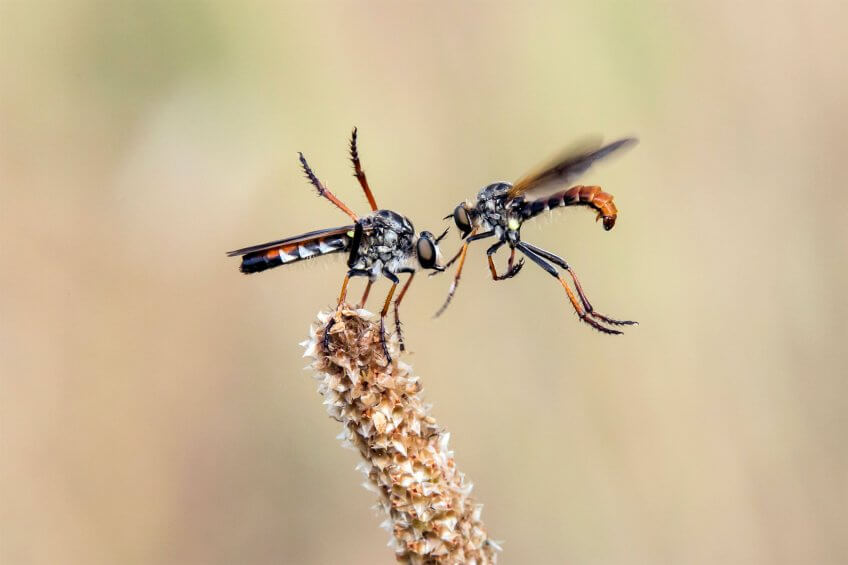 Approche d’un mâle de mouche asilide vers une femelle Séduire pour conclure - La Salamandre